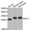 Myosin Light Chain 1 antibody, A8438, ABclonal Technology, Western Blot image 