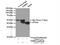 TSP3 antibody, 19727-1-AP, Proteintech Group, Immunoprecipitation image 