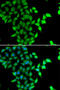 Signal Transducing Adaptor Molecule 2 antibody, 22-666, ProSci, Immunofluorescence image 