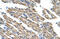 Kelch Like ECH Associated Protein 1 antibody, 28-989, ProSci, Immunohistochemistry frozen image 