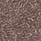 Ras Suppressor Protein 1 antibody, NBP1-82029, Novus Biologicals, Immunohistochemistry paraffin image 