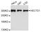 HECT Domain E3 Ubiquitin Protein Ligase 1 antibody, A08428, Boster Biological Technology, Western Blot image 
