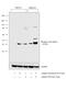 Jun Proto-Oncogene, AP-1 Transcription Factor Subunit antibody, MA5-15115, Invitrogen Antibodies, Western Blot image 