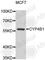 Cytochrome P450 4B1 antibody, A6894, ABclonal Technology, Western Blot image 