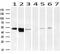 Alpha-1-antitrypsin antibody, GTX83666, GeneTex, Western Blot image 