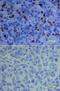 Fas Ligand antibody, AF126, R&D Systems, Immunohistochemistry paraffin image 