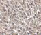 Albumin antibody, A01245, Boster Biological Technology, Immunohistochemistry paraffin image 