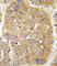 Insulin Like Growth Factor Binding Protein 3 antibody, abx033565, Abbexa, Western Blot image 