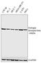 Estrogen Receptor 2 antibody, PA1-311, Invitrogen Antibodies, Western Blot image 