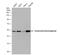 Glutamate dehydrogenase 1, mitochondrial antibody, NBP2-16679, Novus Biologicals, Western Blot image 