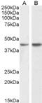 Fucosyltransferase 2 antibody, 43-338, ProSci, Western Blot image 