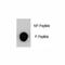 Mucin 1, Cell Surface Associated antibody, F48593-0.4ML, NSJ Bioreagents, Dot Blot image 