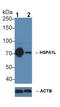 Heat Shock Protein Family A (Hsp70) Member 1 Like antibody, LS-C292437, Lifespan Biosciences, Western Blot image 