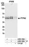 Protein Tyrosine Phosphatase Non-Receptor Type 2 antibody, A305-184A, Bethyl Labs, Immunoprecipitation image 