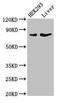 Delta Like Canonical Notch Ligand 4 antibody, orb47335, Biorbyt, Western Blot image 