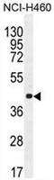 Cyclin C antibody, AP50809PU-N, Origene, Western Blot image 