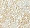 NADPH Oxidase 3 antibody, NBP2-41292, Novus Biologicals, Immunohistochemistry frozen image 