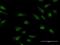 Cryptochrome Circadian Regulator 1 antibody, H00001407-B01P, Novus Biologicals, Immunocytochemistry image 