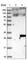 ARLTS1 antibody, HPA040887, Atlas Antibodies, Western Blot image 