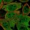 RuvB Like AAA ATPase 1 antibody, HPA019947, Atlas Antibodies, Immunocytochemistry image 