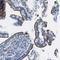 HINaC antibody, HPA014903, Atlas Antibodies, Immunohistochemistry frozen image 
