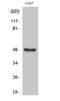 Aurora Kinase A antibody, A00246-2, Boster Biological Technology, Western Blot image 