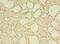 Zinc Finger Protein 133 antibody, CSB-PA026532LA01HU, Cusabio, Immunohistochemistry frozen image 