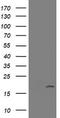 Growth Arrest And DNA Damage Inducible Gamma antibody, LS-C174333, Lifespan Biosciences, Western Blot image 