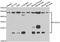 Ubiquitin Conjugating Enzyme E2 H antibody, STJ29483, St John