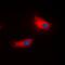ATPase Na+/K+ Transporting Subunit Alpha 1 antibody, orb235028, Biorbyt, Immunofluorescence image 