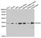 Insulin Like Growth Factor Binding Protein 5 antibody, PA5-37369, Invitrogen Antibodies, Western Blot image 