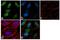 SMAD Specific E3 Ubiquitin Protein Ligase 2 antibody, 702291, Invitrogen Antibodies, Immunofluorescence image 