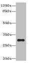 Putative transcription factor Ovo-like 1 antibody, orb25238, Biorbyt, Western Blot image 