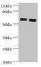 ATPase Family AAA Domain Containing 3B antibody, orb352651, Biorbyt, Western Blot image 
