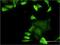 FLNA antibody, H00002316-M02, Novus Biologicals, Immunofluorescence image 