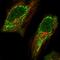 Aminomethyltransferase antibody, PA5-52166, Invitrogen Antibodies, Immunofluorescence image 