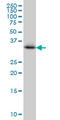 Crystallin Mu antibody, LS-B4306, Lifespan Biosciences, Western Blot image 