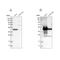 Alpha-Methylacyl-CoA Racemase antibody, NBP1-87168, Novus Biologicals, Western Blot image 