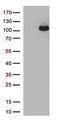 Rho Guanine Nucleotide Exchange Factor 4 antibody, TA812765S, Origene, Western Blot image 