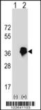 MAX Dimerization Protein MLX antibody, 63-563, ProSci, Western Blot image 