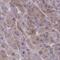 C14orf149 antibody, HPA056694, Atlas Antibodies, Immunohistochemistry paraffin image 