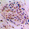 CAMP Responsive Element Binding Protein 1 antibody, GTX56252, GeneTex, Immunohistochemistry paraffin image 