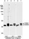 COP9 signalosome complex subunit 3 antibody, A300-012A, Bethyl Labs, Western Blot image 