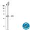 Junctional Adhesion Molecule 3 antibody, AF1189, R&D Systems, Western Blot image 