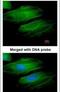 Transgelin antibody, PA5-27463, Invitrogen Antibodies, Immunofluorescence image 