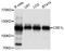 Chromosome Segregation 1 Like antibody, STJ111730, St John
