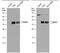POU Class 2 Homeobox Associating Factor 1 antibody, PA5-78115, Invitrogen Antibodies, Western Blot image 