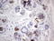 Angiotensin I Converting Enzyme 2 antibody, LS-C790065, Lifespan Biosciences, Immunohistochemistry frozen image 