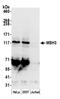 MutS Homolog 3 antibody, A305-314A, Bethyl Labs, Western Blot image 