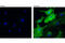 Myelin Protein Zero Like 1 antibody, 8131S, Cell Signaling Technology, Immunofluorescence image 